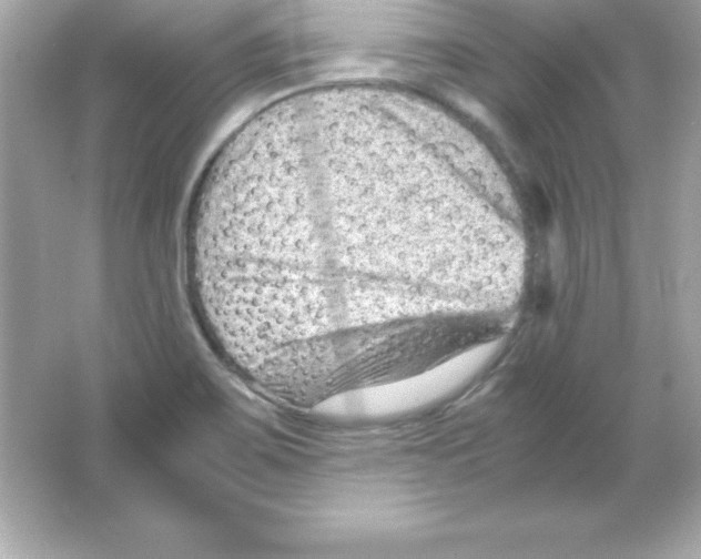 X0000065251467200603172151