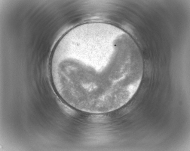 X0000065251474200603172151