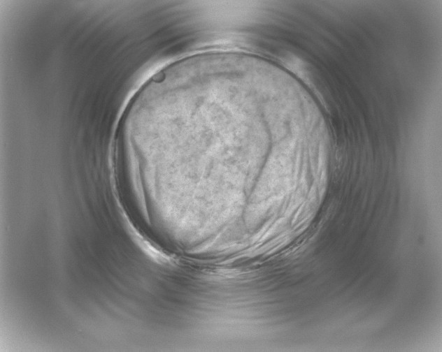 X0000065251482200603172151