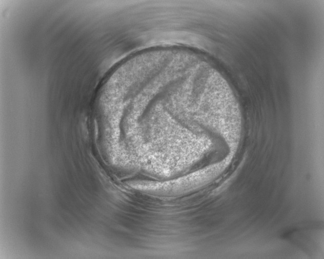 X0000065251497200603172150