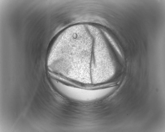 X0000065251505200603172150