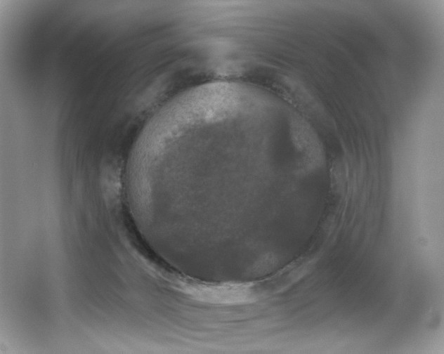 X0000065260032200602171506