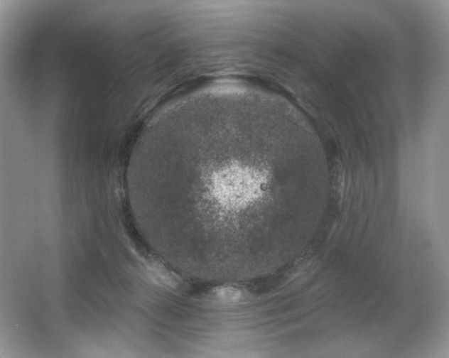 X0000065260272200602171502