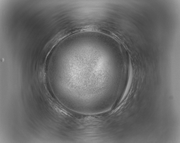 X0000065260290200602171502