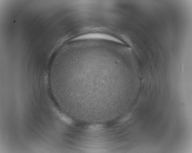 X0000065260357200602171501