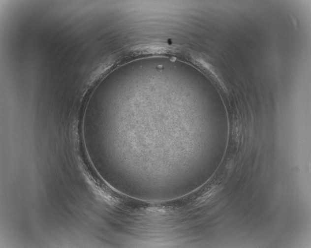 X0000065260394200602171500