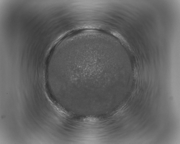 X0000065260444200602171459