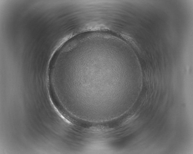 X0000065260630200602171455