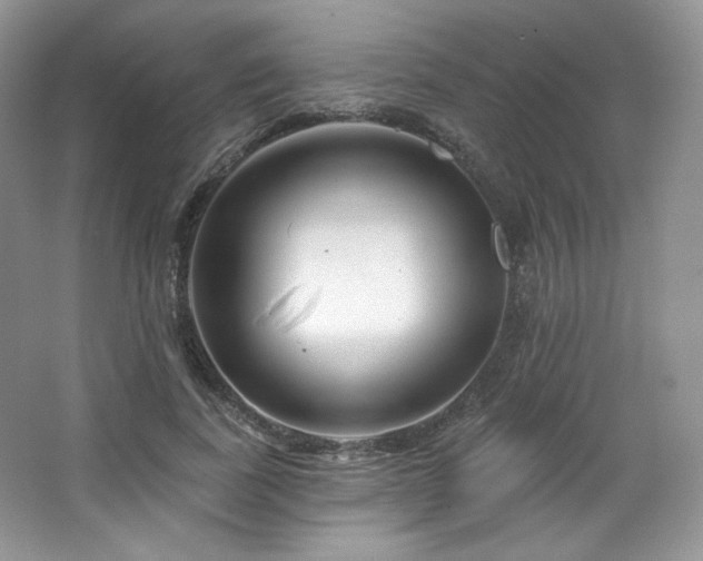 X0000065260739200602171454