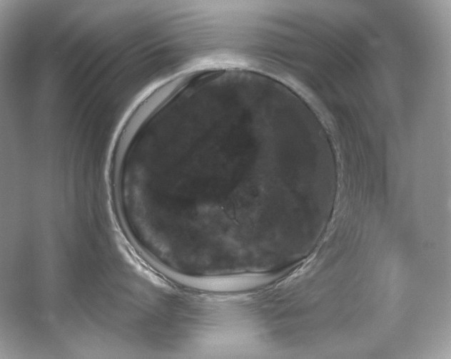 X0000065260864200602171453