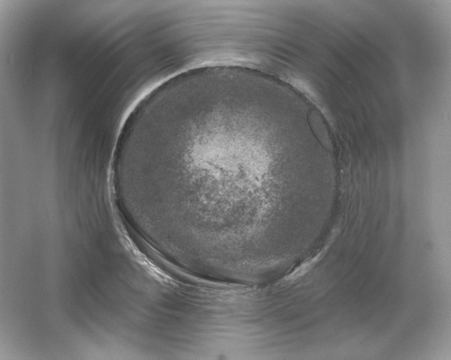 X0000065260928200602171450