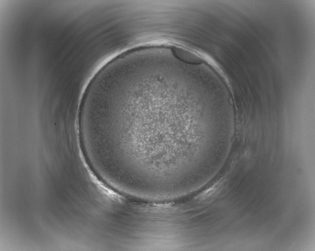 X0000065260951200602171451