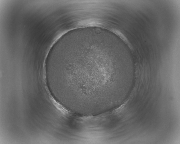 X0000065261031200602171449