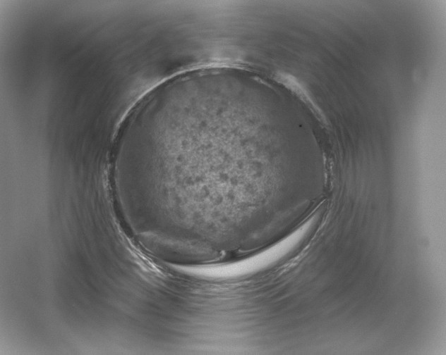 X0000065261260200602171445