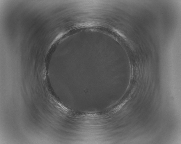 X0000065261306200602171444