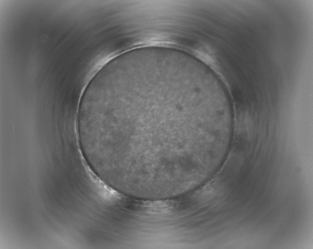 X0000065261338200602171444