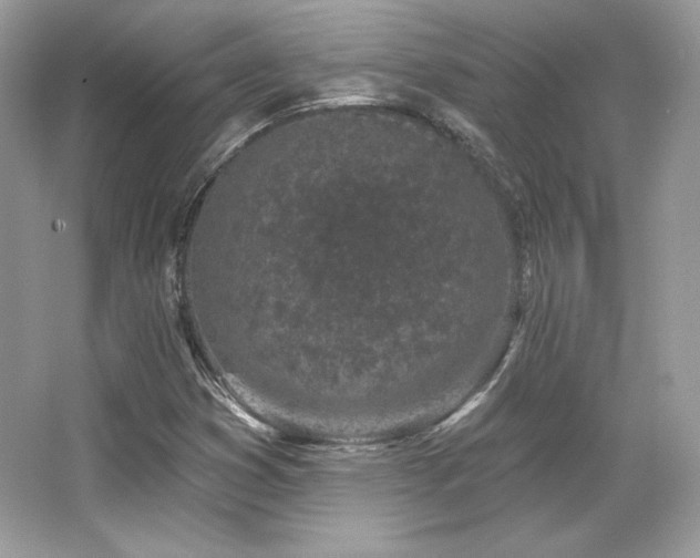 X0000065261353200602171443