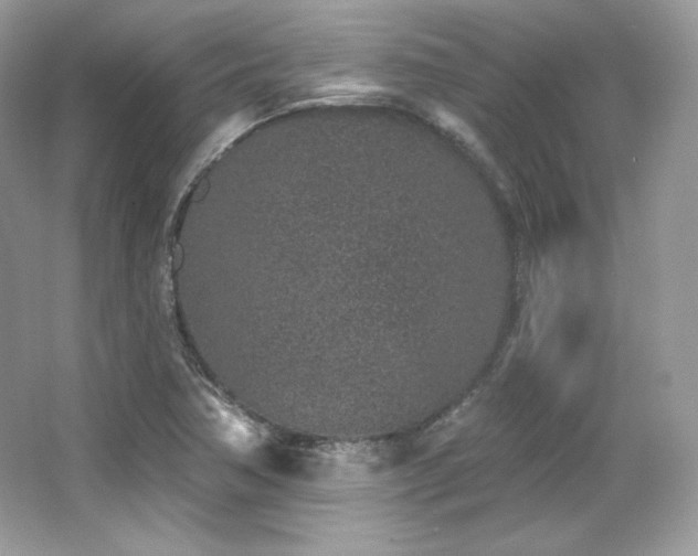 X0000065261362200602171443