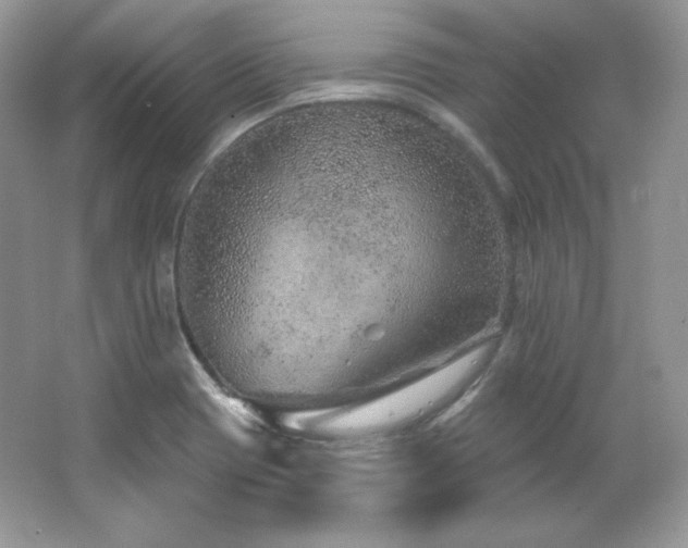 X0000065261417200602171442