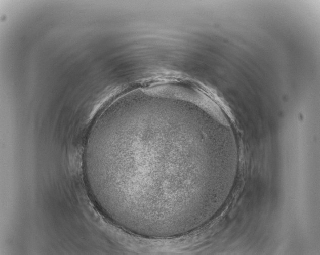 X0000065260010200602211301