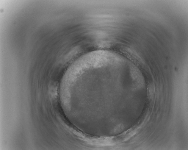 X0000065260032200602211301