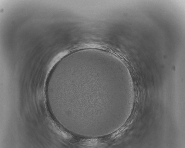 X0000065260104200602211300