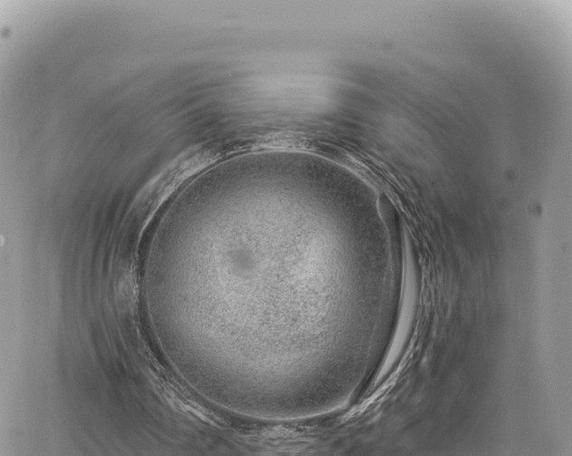 X0000065260290200602211257