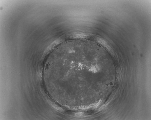 X0000065260309200602211256