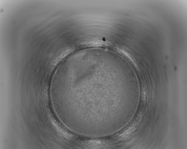 X0000065260394200602211255