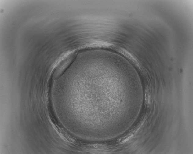 X0000065260436200602211254