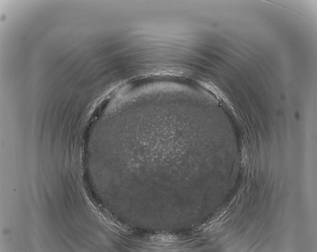 X0000065260444200602211254