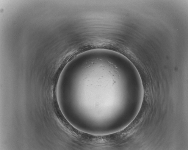 X0000065260454200602211254