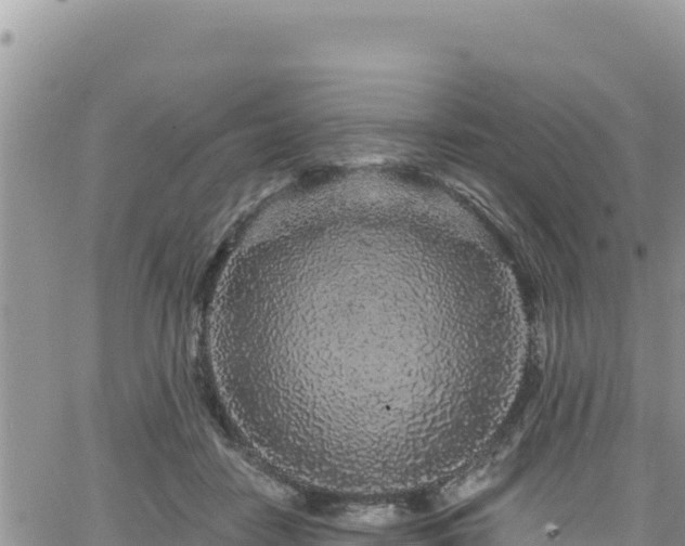 X0000065260458200602211254