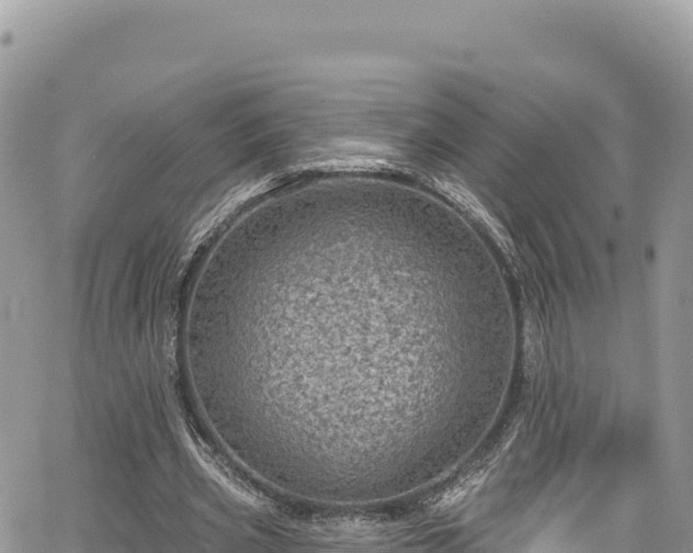 X0000065260533200602211252