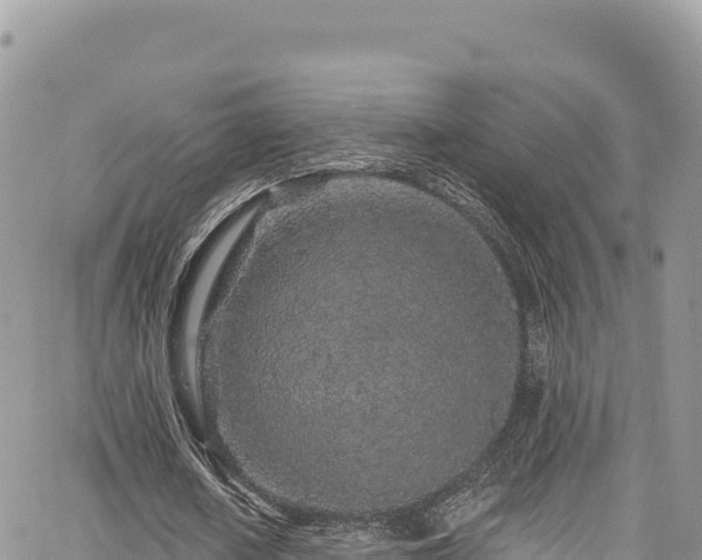 X0000065260626200602211250