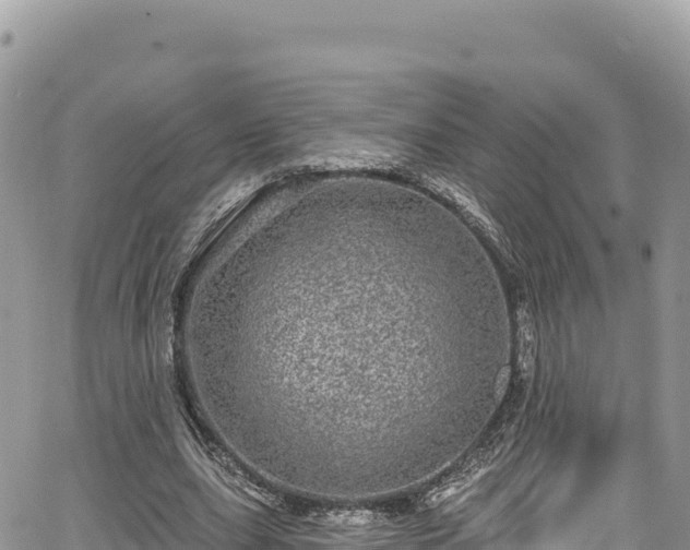 X0000065260631200602211251