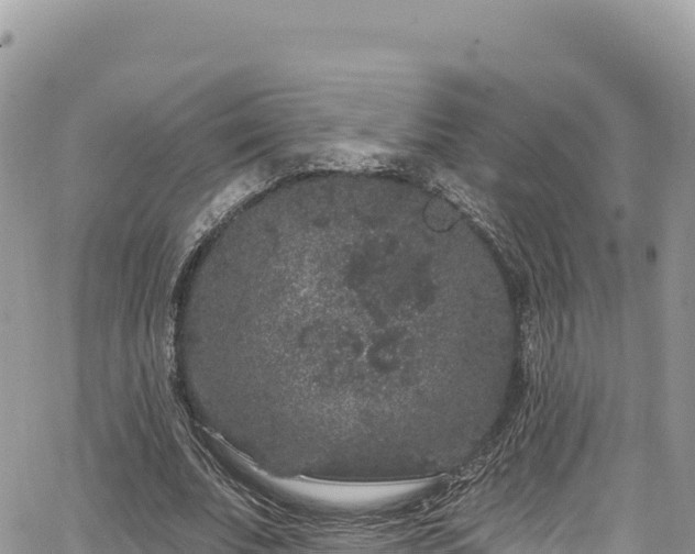 X0000065260679200602211250