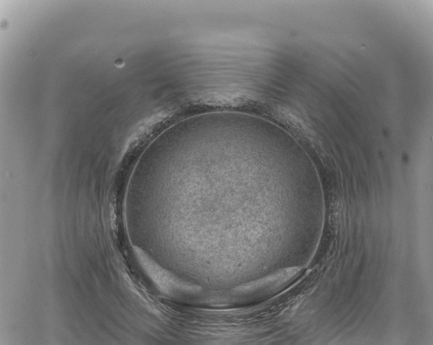 X0000065260688200602211250