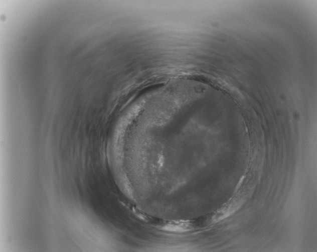 X0000065260720200602211250