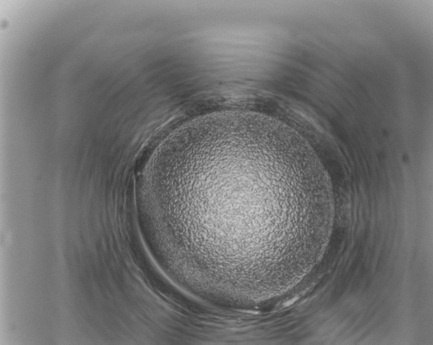 X0000065260748200602211249