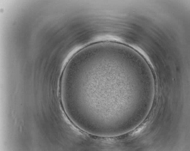 X0000065260815200602211248