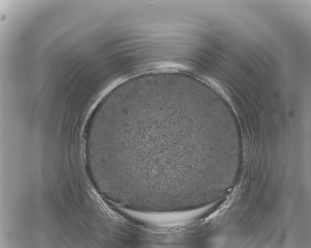 X0000065260835200602211248