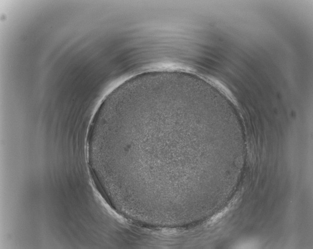 X0000065260839200602211248