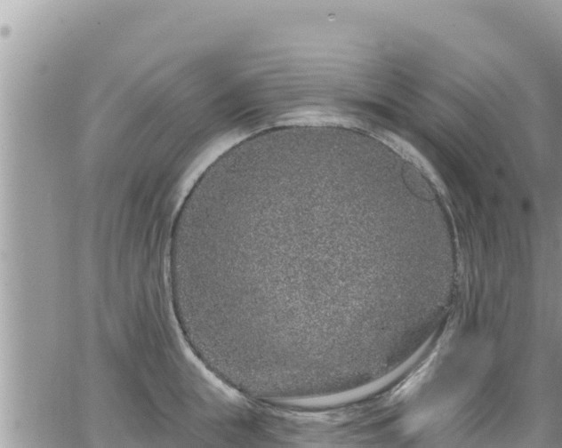 X0000065260855200602211248