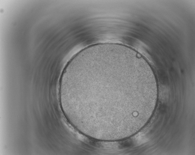 X0000065260856200602211248