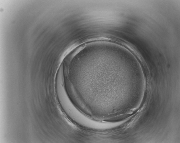 X0000065260858200602211248