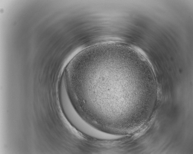 X0000065260859200602211248