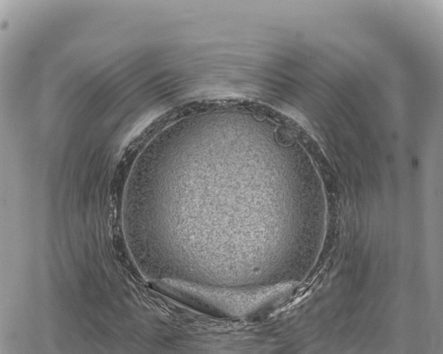 X0000065260871200602211247