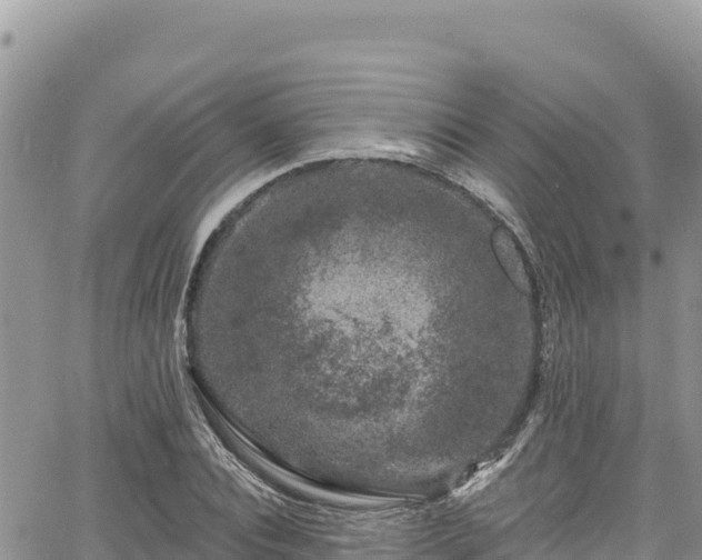 X0000065260928200602211246