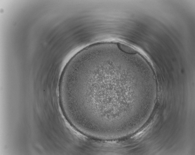 X0000065260951200602211246